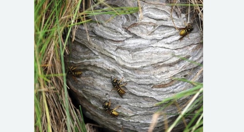 Уничтожение ос и ульев в Кувшиново