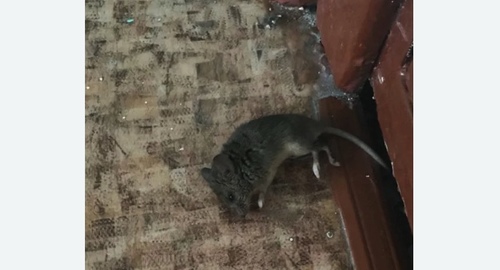 Дезинфекция от мышей в Кувшиново
