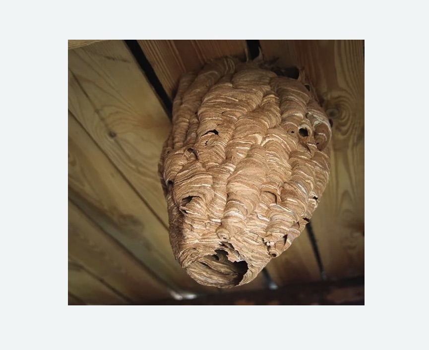 обработка от шершней в Кувшиново