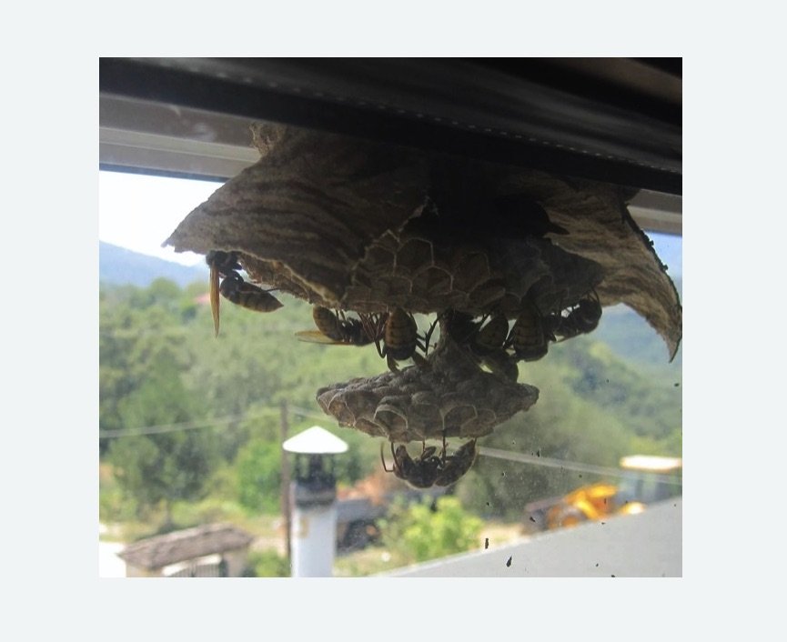 Уничтожение гнёзд шершней в Кувшиново