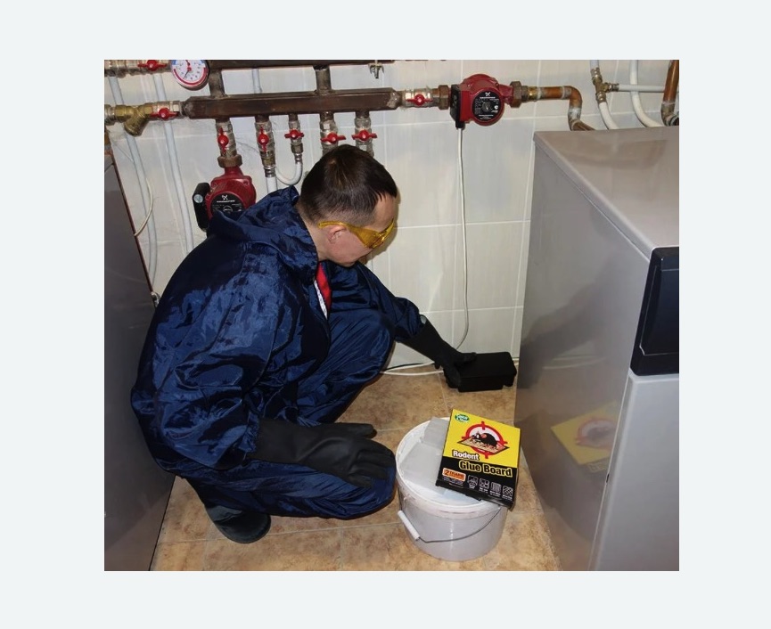 Уничтожение крыс в Кувшиново