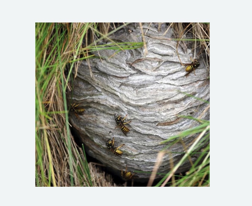 Уничтожение ос и ульев в Кувшиново